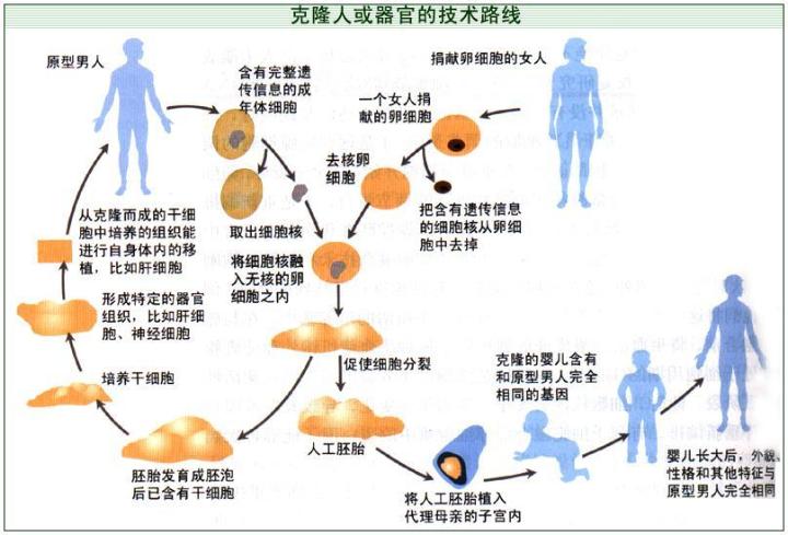 复制人口_人口普查图片