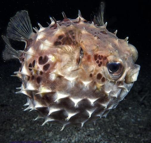 刺鲀科
