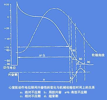 兴奋性