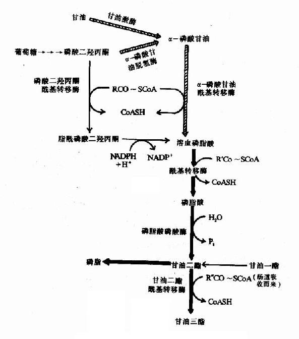 甘油三酯