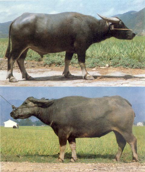 >> 水牛的品种有哪些  水牛最大是什么品种答:世界上最大的水牛是一只