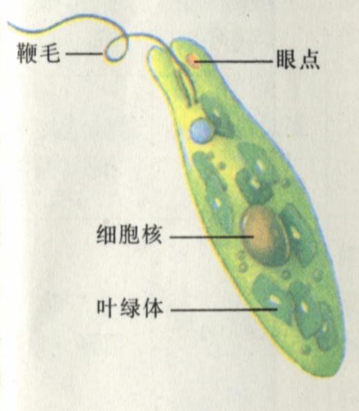 抓眼虫行骗_鸟眼虫_捉眼虫_眼虫病_抓眼虫_东达新闻网