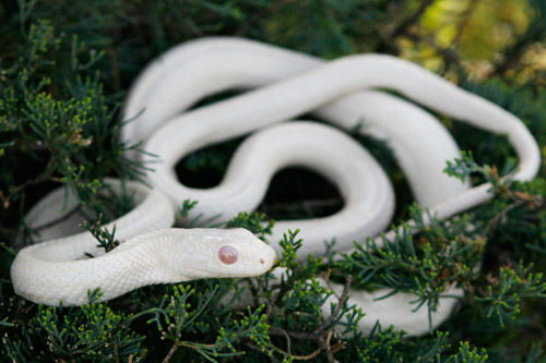 白蟒蛇_白蛇_白蟒 _淘宝学堂