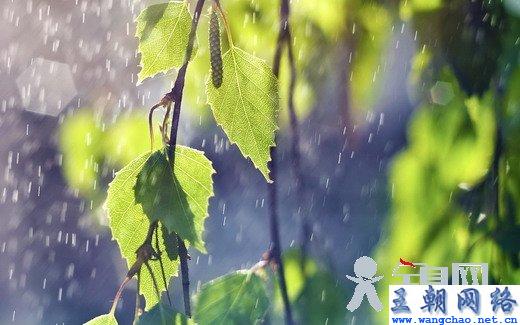 关于描写雨的句子