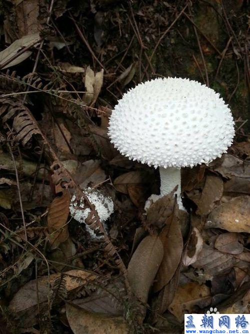 5:分泌物识别有毒蘑菇一般长在潮湿的地方.