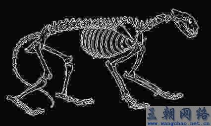这幅老虎骨胳图并没有画出锁骨,也许是因为这类骨头在体内位置并不