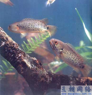 汉音对照 能攀树的鱼――攀鲈【常见中、小型
