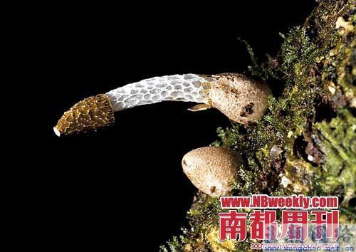 2010年十大新物种:德鲁斯真菌动物世界