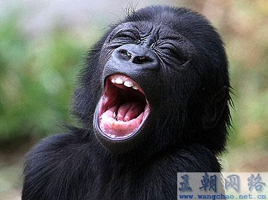 猩猩经典搞笑表情(图) 动物世界