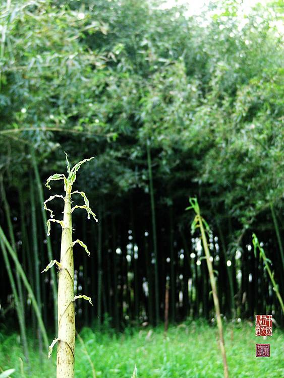 雨后春笋图片 自然风光 风景图片(4)