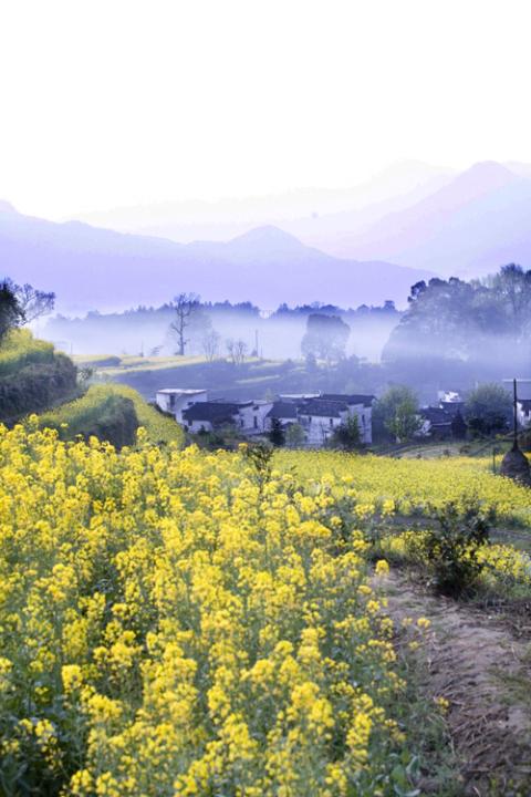 婺源.雾源图片 自然风光 风景图片(5)