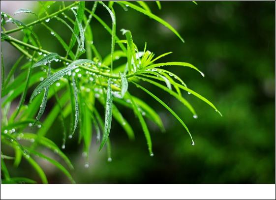 雨中厦大图片 自然风光 风景图片(2)