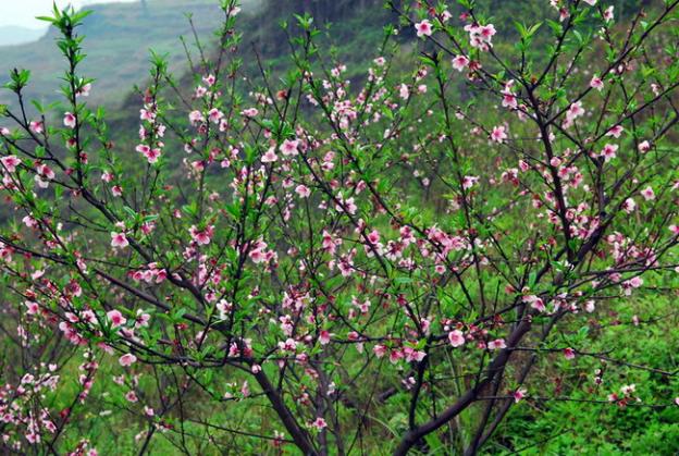 >> 三月桃花开图片 自然风光 风景图片 san yue tao hua kai tu pian