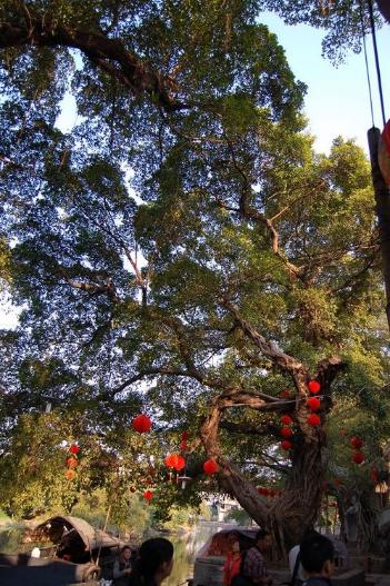 闲游小洲之四:大树图片自然风光风景图片xian 
