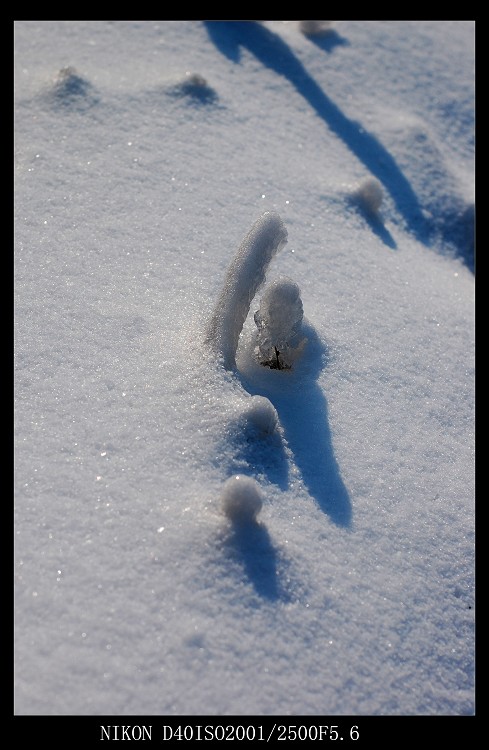 汉音对照 年罕见大雪图片 自然风光 风景