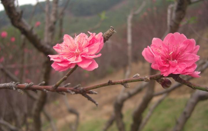 桃花图片 自然风光 风景图片(67)