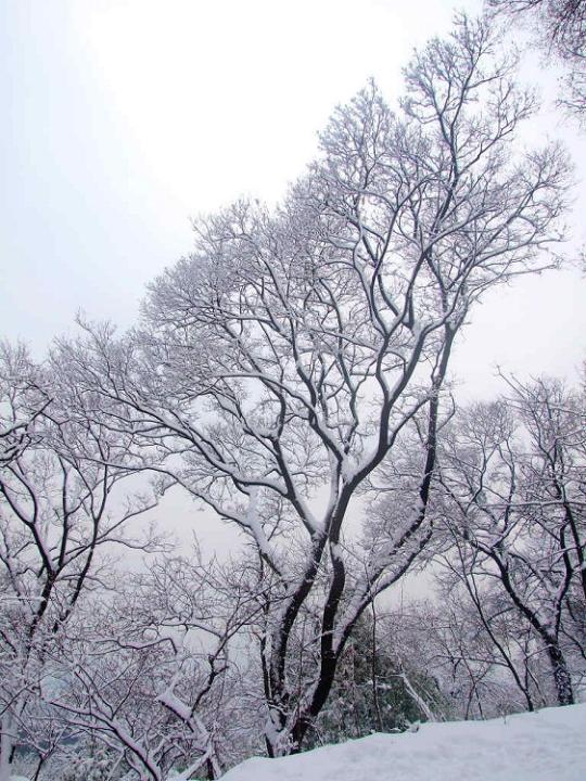 南京紫金山雪景~图片 自然风光 风景图片nan jing zi jin shan xue