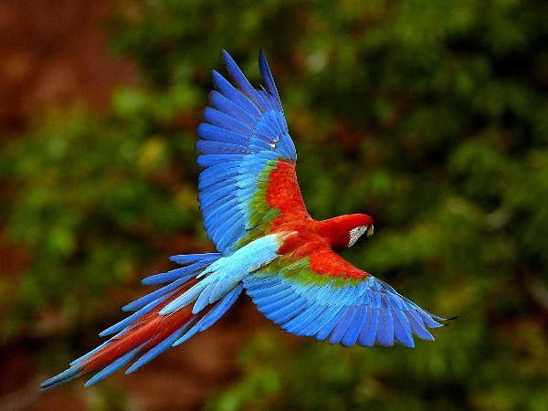 色彩绚丽的鹦鹉图片自然风光风景图片8