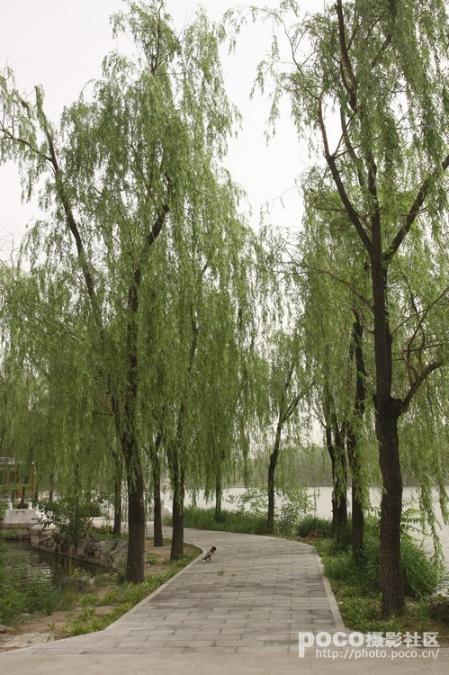 汉音对照 游走龙潭公园图片 自然风光 风景