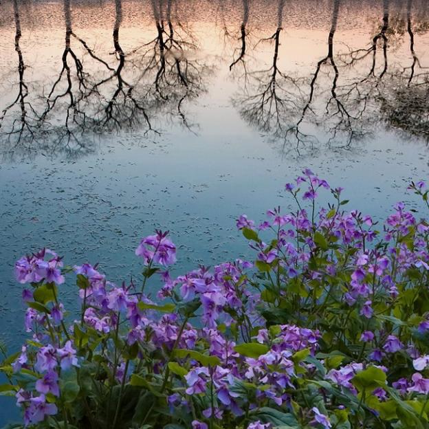 花与湖影图片 自然风光 风景图片(3)