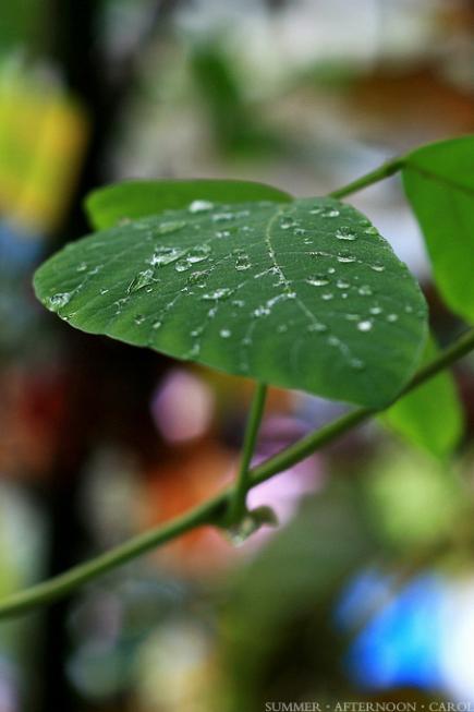 夏日雨后图片 自然风光 风景图片(4)