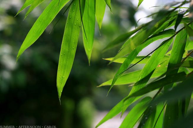 夏日雨后图片 自然风光 风景图片(9)