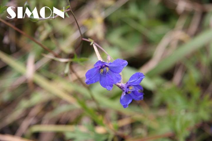 汉音对照 四川木里稻城徒步穿越图片 自然风光
