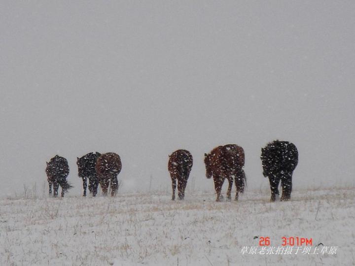 草原暴风雪