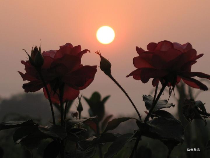 夕阳玫瑰图片 自然风光 风景图片(3)