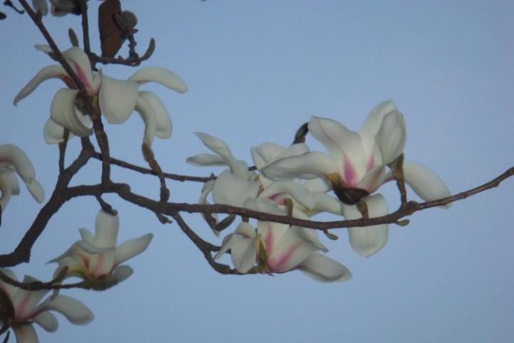 玉兰花图片 自然风光 风景图片(16)