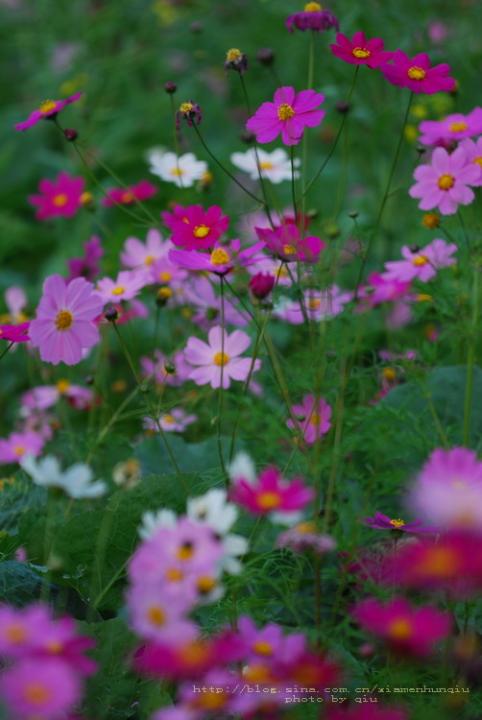 季节映象-花儿盛开图片 自然风光 风景图片(4)