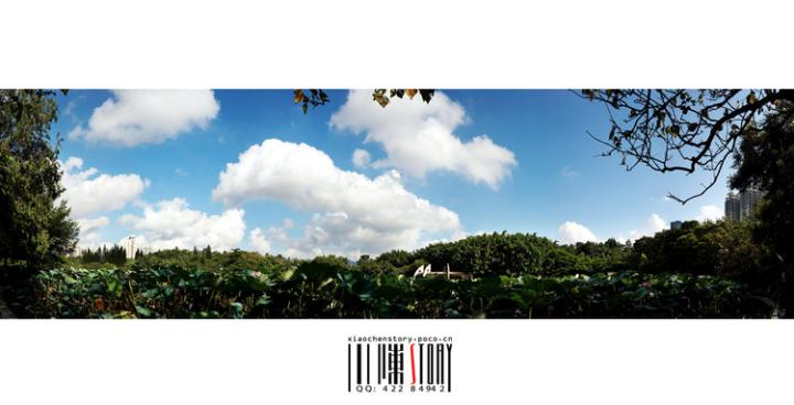 汉音对照 风和日丽-年月的深圳洪湖公园图片 自