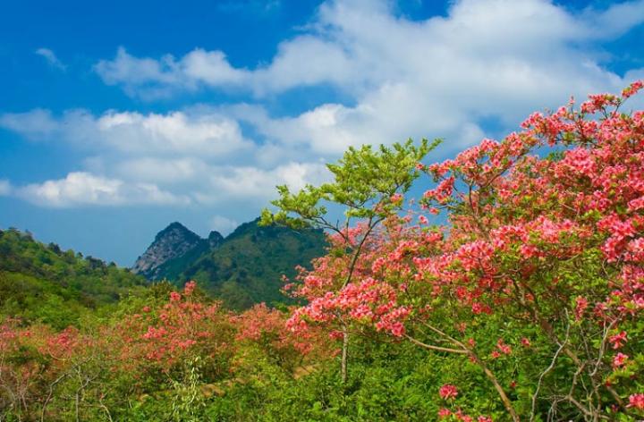 山花烂漫图片 自然风光 风景图片(12)