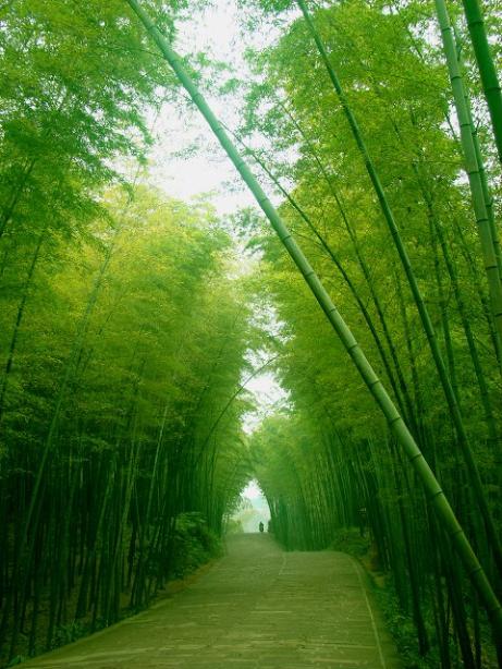 竹海漫步图片 自然风光 风景图片(5)