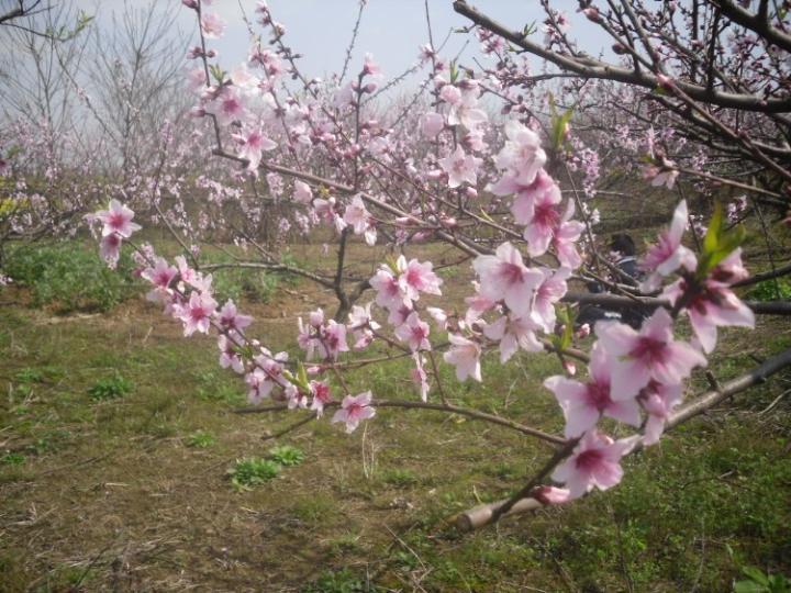 美丽的桃花图片 自然风光 风景图片(26)