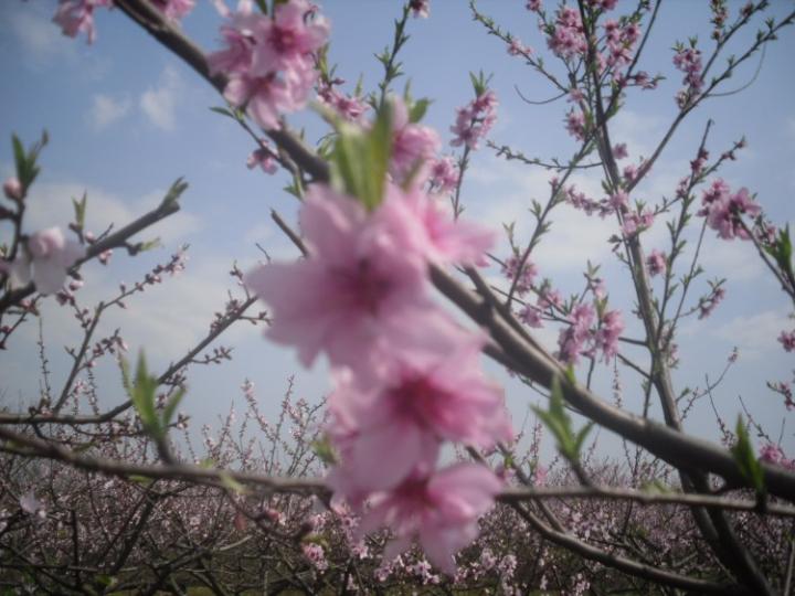 美丽的桃花图片 自然风光 风景图片(28)