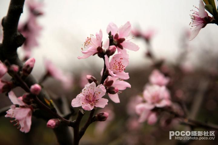 桃花图片 自然风光 风景图片(153)