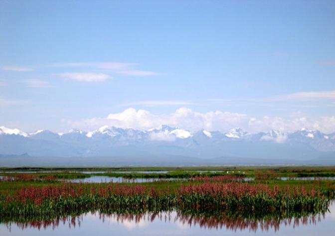 沼泽中的天鹅湖图片 自然风光 风景图片(5)