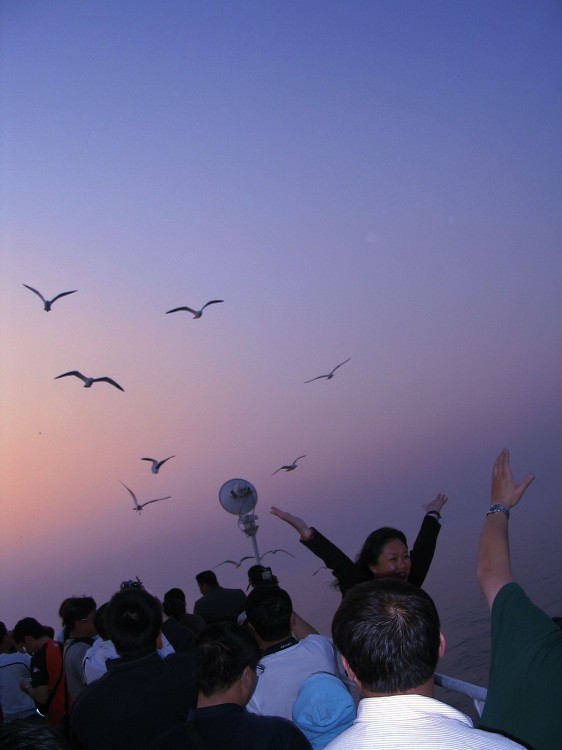 汉音对照 船离鸥送别(行摄大连一)图片 自然风