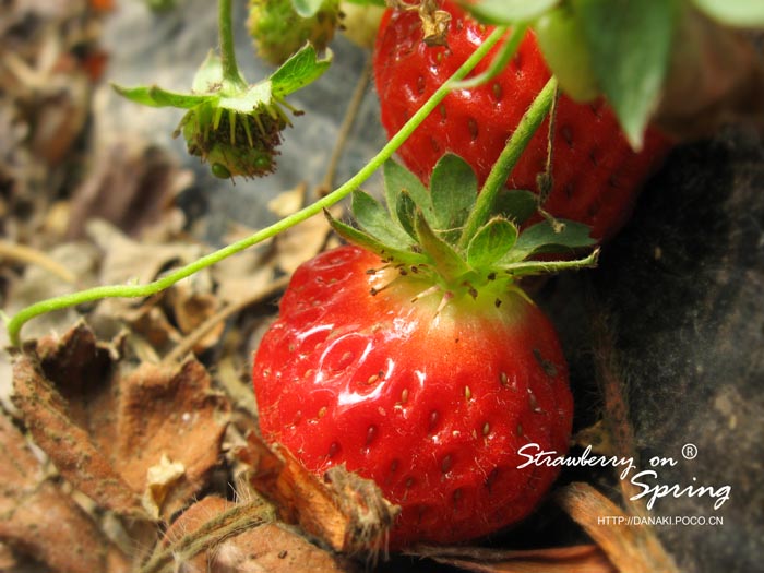 strawberry on the spring tu pian zi ran feng guan