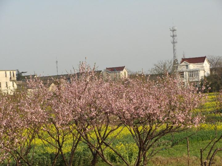 春天的气味图片自然风光风景图片chun tian de