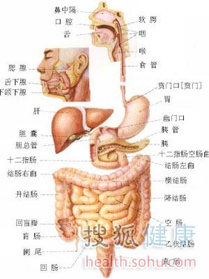 消化道