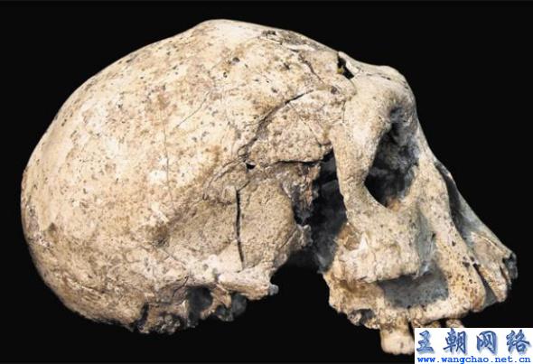 180万年前头骨化石显示古人类身材矮小(图)