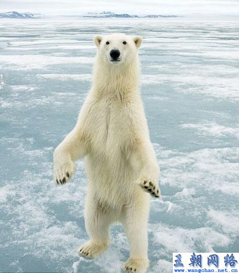 美摄影师挪威拍到北极熊站立照片[组图]