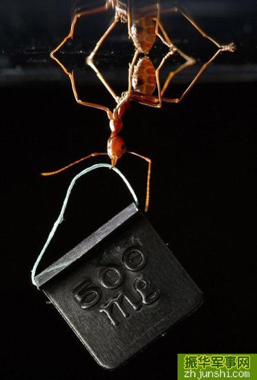 汉音对照 英国科学摄影比赛揭晓:蚂蚁嘴叼重物
