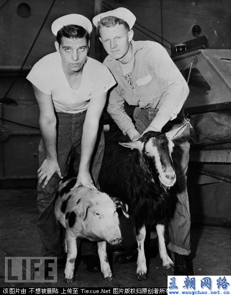 1947年,比基尼岛,核试验,可怜的小动物们 - 王朝