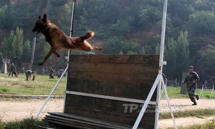 二炮军犬训练队探秘