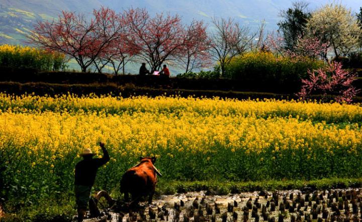 dao san xia tao hua yuan zhong zou tao hua yun