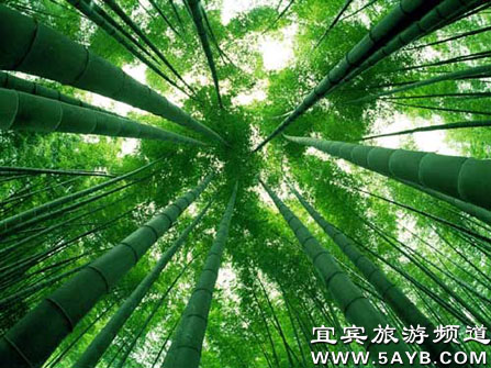 蜀南竹海 婚纱摄影 vs旅游极品地