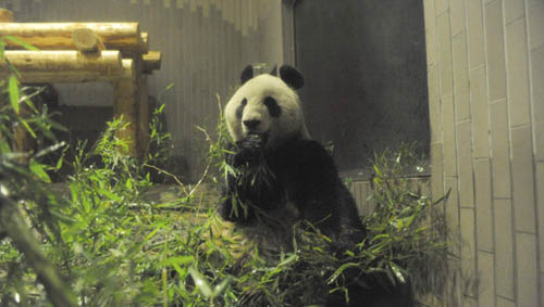 中国旅日大熊猫将于4月1日起与游客见面zhon